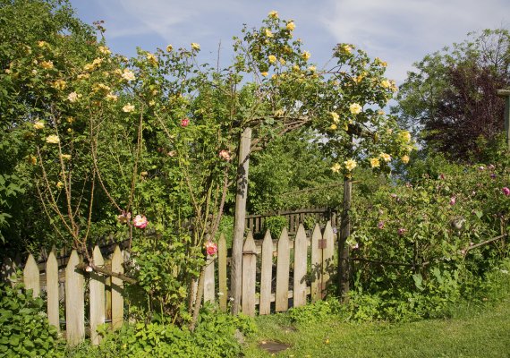 Unser Kräutergarten umrahmt von Rosen