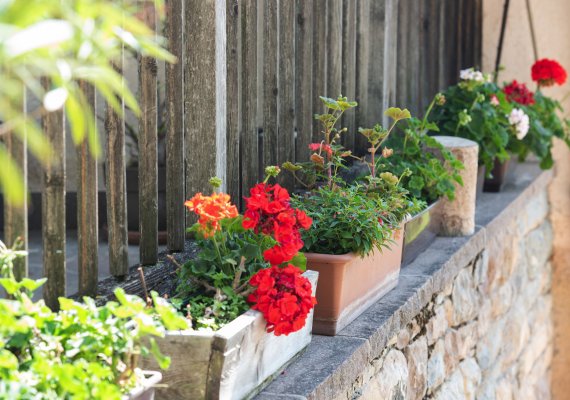 Blumenpracht