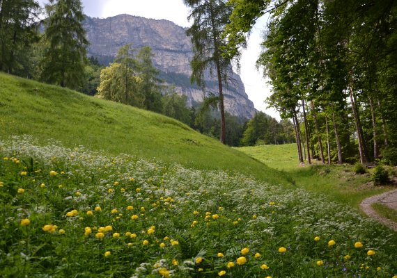 Gemütliche Wanderung auf unsere Bergwiese